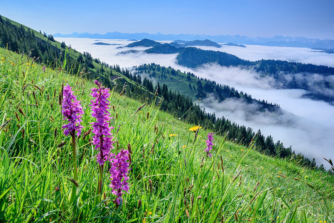 Blumenwiese mit pink farbenem Knabenkraut, Allgäuer Alpen und Nebelmeer im Hintergrund, Hochgrat, Nagelfluhkette, Allgäuer Alpen, Allgäu, Schwaben, Bayern, Deutschland