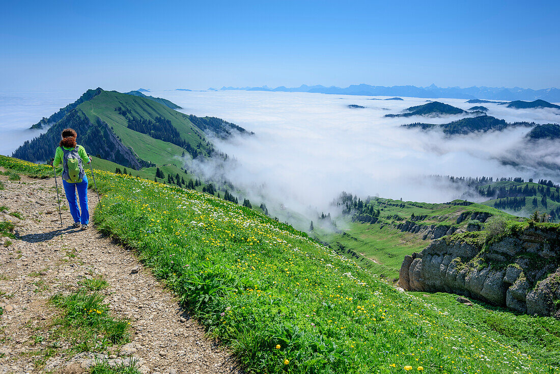 Frau beim Wandern steigt über Rücken vom Hochgrat ab, Nebelmeer im Hintergrund, Hochgrat, Nagelfluhkette, Allgäuer Alpen, Allgäu, Schwaben, Bayern, Deutschland