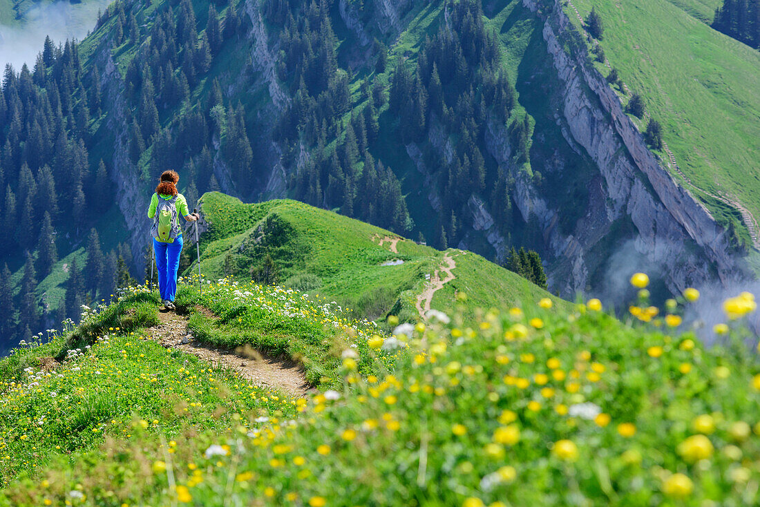 Woman hiking descending on ridge, Hochgrat, Nagelfluh range, Allgaeu Alps, Allgaeu, Svabia, Bavaria, Germany