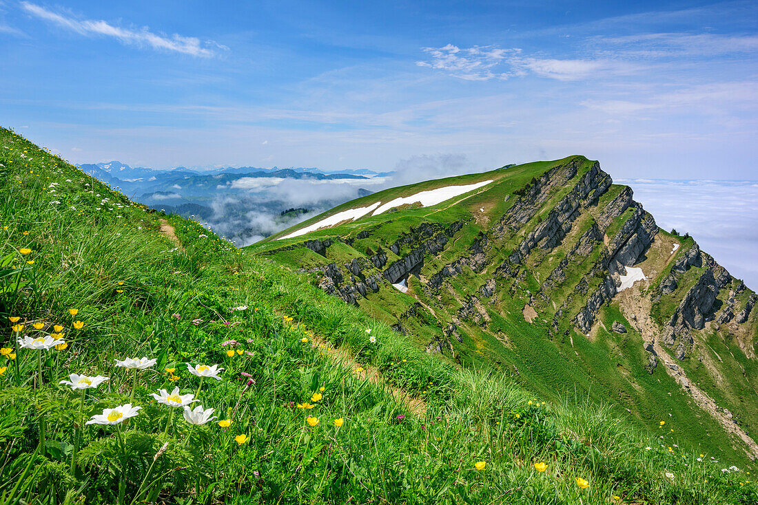 Meadow with flowers at Rindalphorn, Nagelfluh range, Allgaeu Alps, Allgaeu, Svabia, Bavaria, Germany