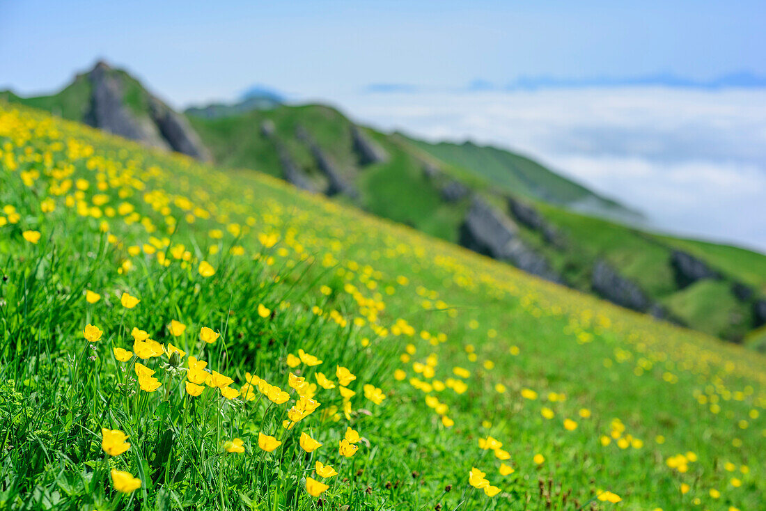 Meadow with flowers, Rindalphorn in background, Rindalphorn, Nagelfluh range, Allgaeu Alps, Allgaeu, Svabia, Bavaria, Germany