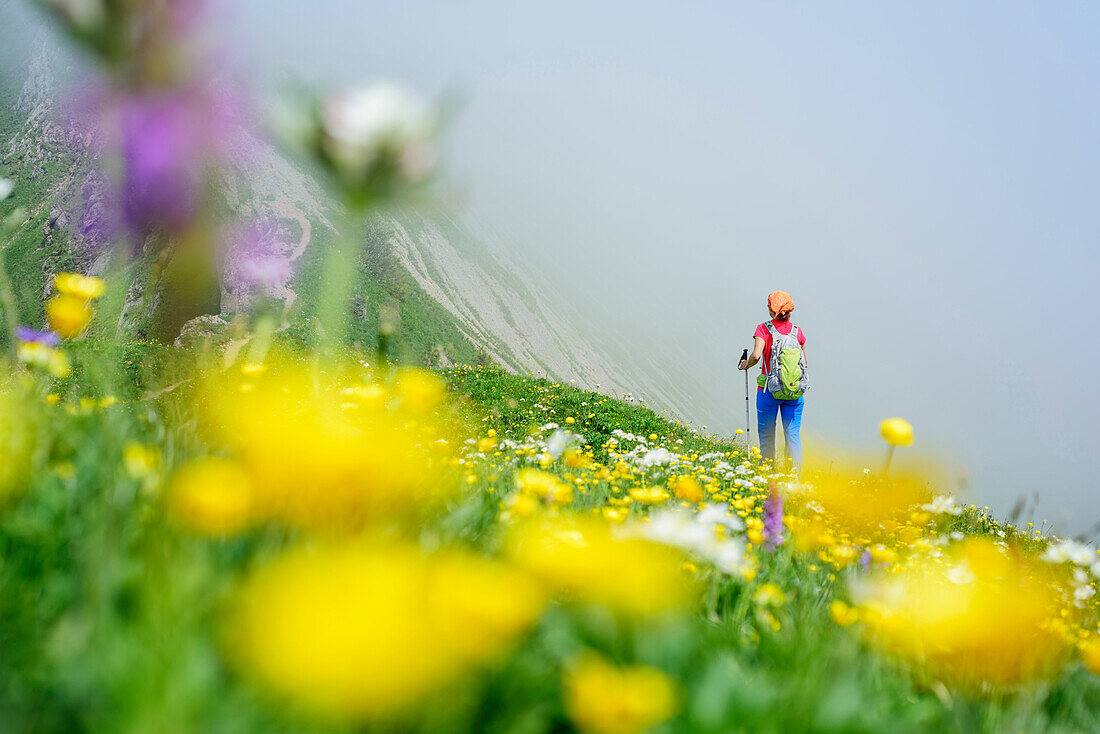 Woman hiking through meadow with flowers, Nagelfluh range, Allgaeu Alps, Allgaeu, Svabia, Bavaria, Germany