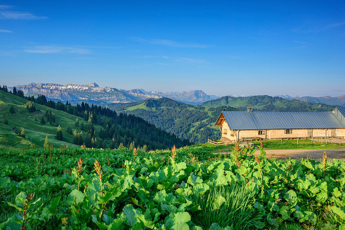Alpine hut with Gottesackerwaende and Hoher Ifen in background, from Siplingerkopf, valley of Balderschwang, Allgaeu Alps, Allgaeu, Svabia, Bavaria, Germany
