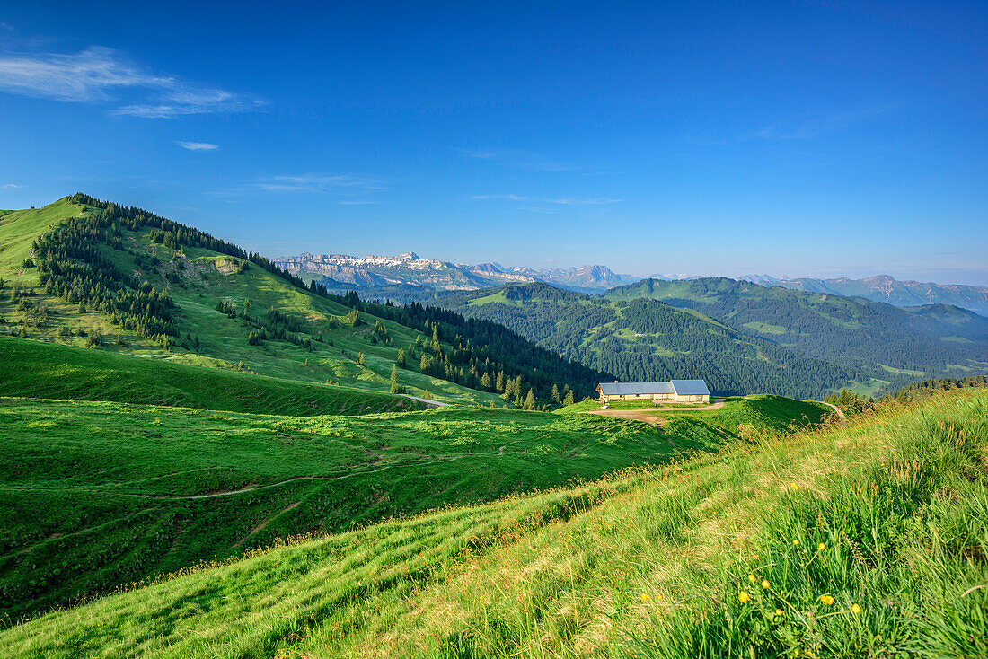 Alm mit Gottesackerwände und Hoher Ifen im Hintergrund, vom Siplingerkopf, Balderschwanger Tal, Allgäuer Alpen, Allgäu, Schwaben, Bayern, Deutschland