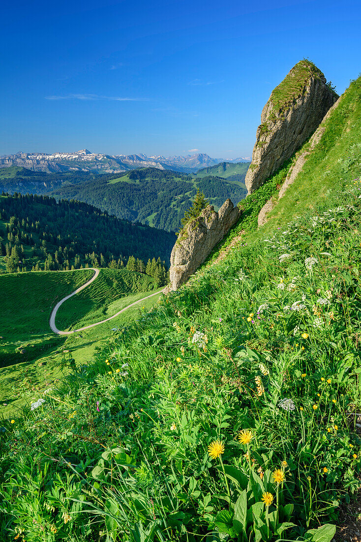 Blumenwiese und Nagelfluhfelsen, Gottesackerwände und Hoher Ifen im Hintergrund, Siplingerkopf, Balderschwanger Tal, Allgäuer Alpen, Allgäu, Schwaben, Bayern, Deutschland