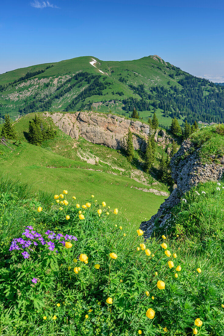 Blumenwiese am Heidenkopf mit Nagelfluhkette im Hintergrund, Heidenkopf, Balderschwanger Tal, Allgäuer Alpen, Allgäu, Schwaben, Bayern, Deutschland