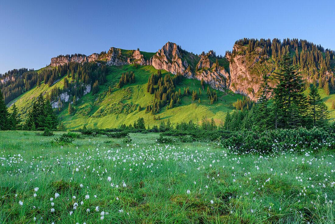 Alpenglow at Besler, meadows with cotton grass in foreground, Besler, valley of Balderschwang, Allgaeu Alps, Allgaeu, Svabia, Bavaria, Germany
