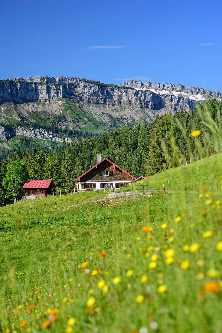 Blumenwiese vor Alm, Gottesackerwände im Hintergrund, Besler, Balderschwanger Tal, Allgäuer Alpen, Allgäu, Schwaben, Bayern, Deutschland