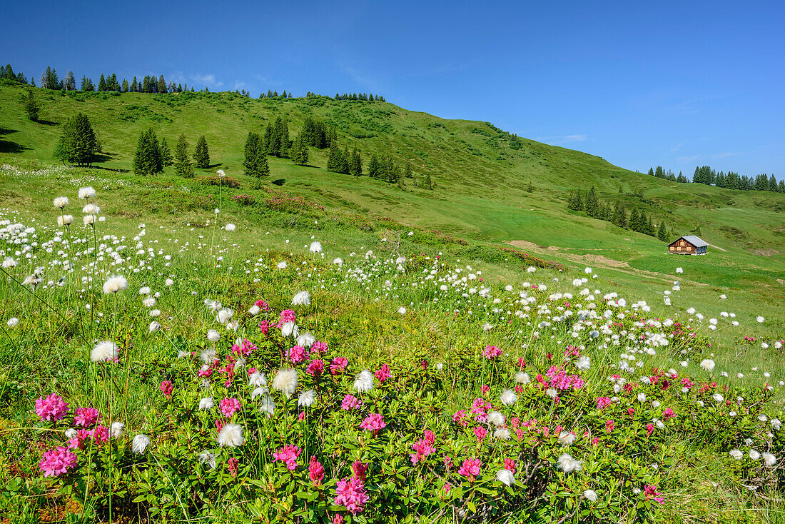 Piesenkopf with alpine hut and meadow with Alpine roses and cott, Piesenkopf, valley of Balderschwang, Allgaeu Alps, Allgaeu, Svabia, Bavaria, Germany