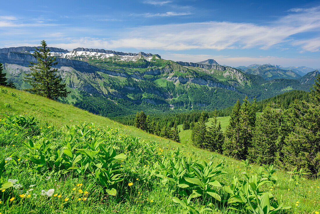 Alpine meadow in front of Gottesackerwaende and Diedamskopf, from Piesenkopf, valley of Balderschwang, Allgaeu Alps, Allgaeu, Svabia, Bavaria, Germany