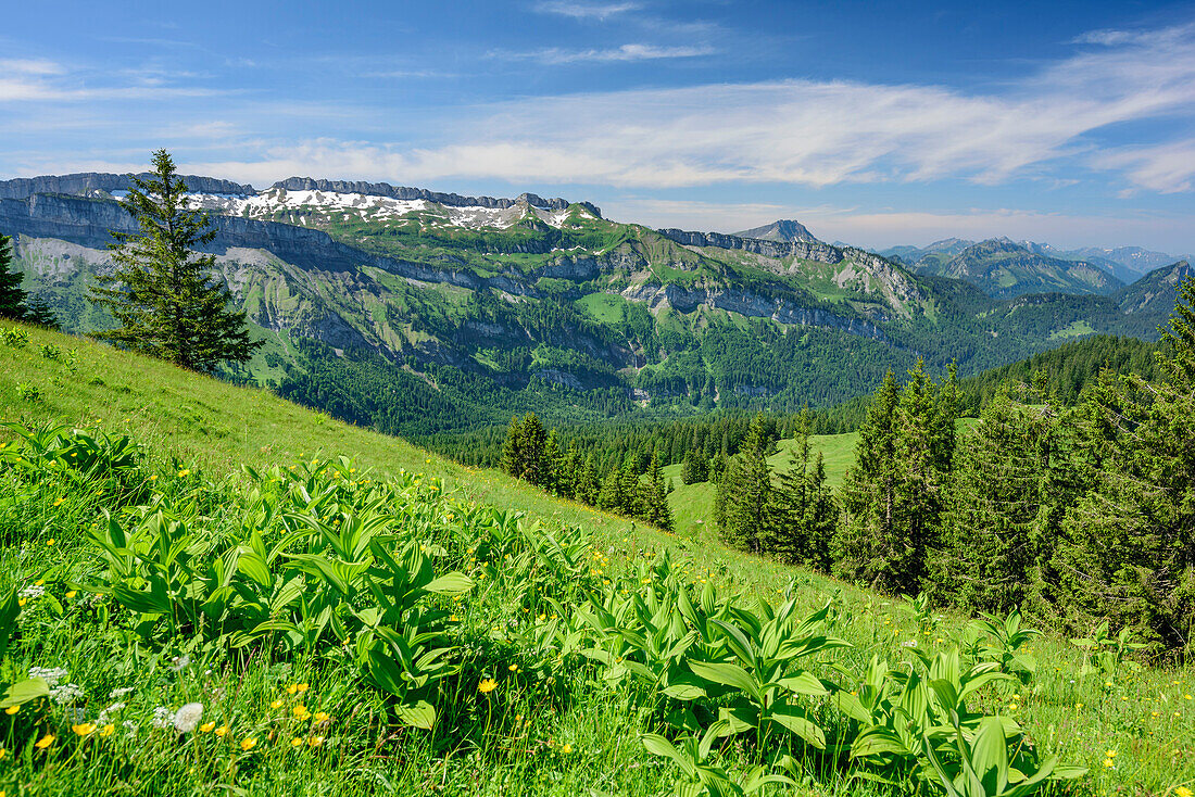 Bergwiese vor Gottesackerwände und Diedamskopf, vom Piesenkopf, Balderschwanger Tal, Allgäuer Alpen, Allgäu, Schwaben, Bayern, Deutschland