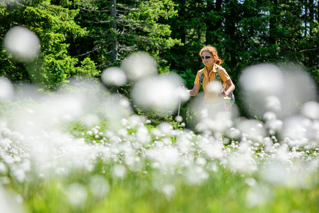 Frau beim Wandern geht durch Moorwiese mit Wollgras, Piesenkopf, Balderschwanger Tal, Allgäuer Alpen, Allgäu, Schwaben, Bayern, Deutschland