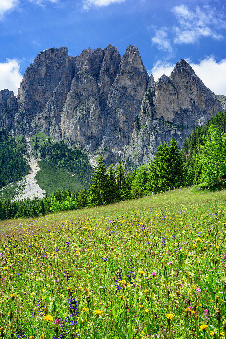 Blumenwiese mit Felstürmen der Rosengartengruppe, Vajolettal, Rosengartengruppe, UNESCO Weltnaturerbe Dolomiten, Dolomiten, Trentino, Italien