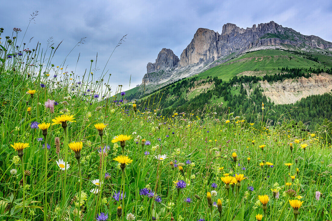Blumenwiese mit Rosengarten im Hintergrund, Latemargruppe, UNESCO Weltnaturerbe Dolomiten, Dolomiten, Trentino, Italien