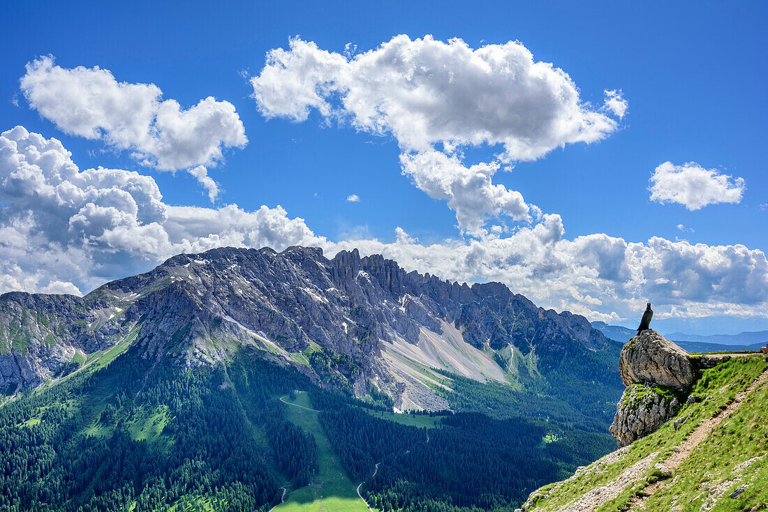 Bronzeadler steht auf Felsvorsprung, Latemargruppe im Hintergrund, Rotwand, Rosengarten, UNESCO Weltnaturerbe Dolomiten, Dolomiten, Trentino, Italien
