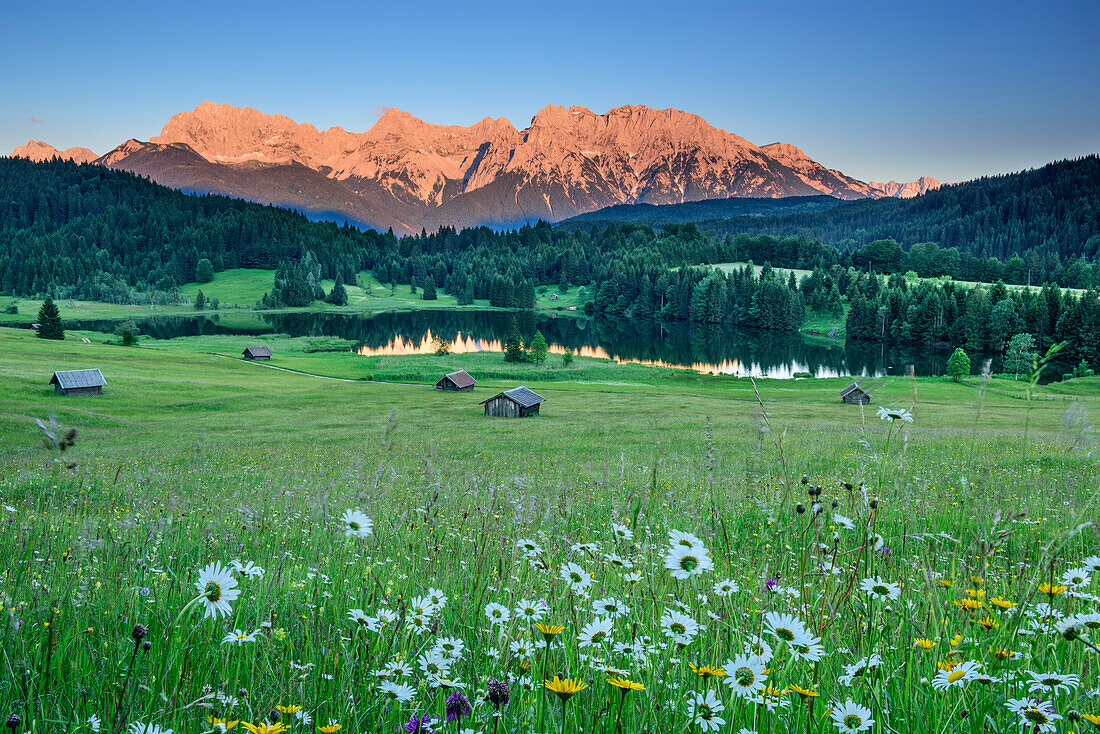 Meadow with flowers and haystacks, lake and Karwendel range in alpenglow in background, lake Geroldsee, Werdenfels, Garmisch-Partenkirchen, Bavarian Alps, Upper Bavaria, Bavaria, Germany