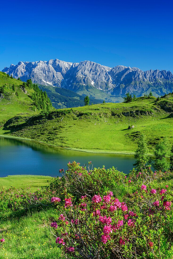 Alpenrosen vor Bergsee mit Blick auf Berchtesgadener Alpen, Ankogelgruppe, Tauern, Salzburg, Österreich