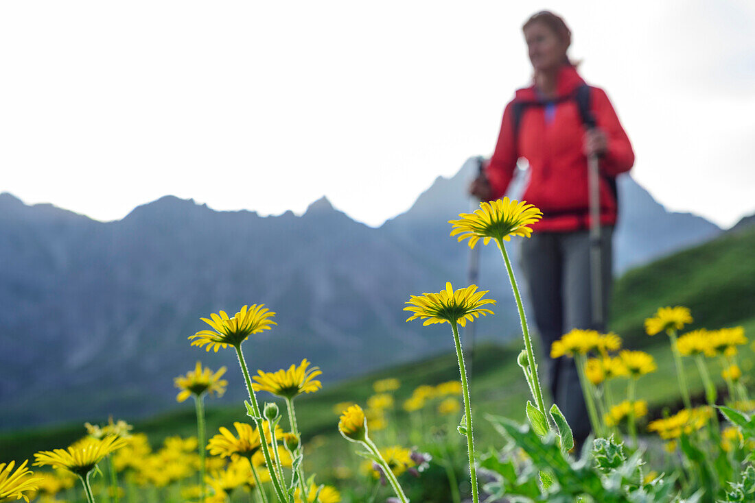Gelb blühende Gämswurzen mit Frau beim Wandern unscharf im Hintergrund, Lechtaler Alpen, Tirol, Österreich