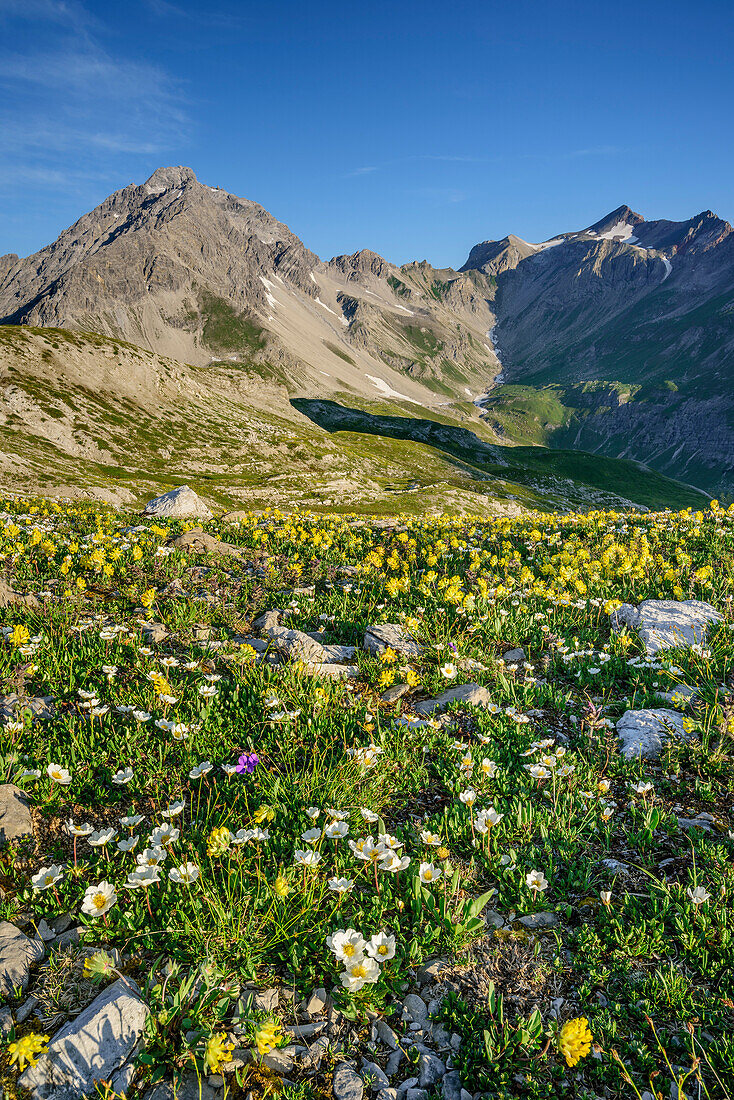 Karge Gebirgsvegetation mit Vorderseespitze und Feuerspitze im Hintergrund, Lechtaler Alpen, Tirol, Österreich