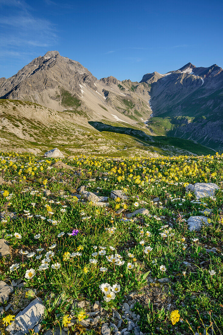 Meager alpine vegetation with Vorderseespitze and Feuerspitze in, Lechtal Alps, Tyrol, Austria