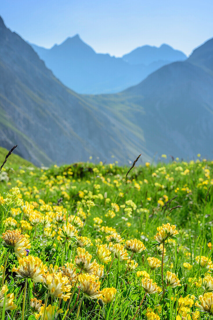 Gelb blühender Hornklee mit Bergen unscharf im Hintergrund, Lechtaler Alpen, Tirol, Österreich