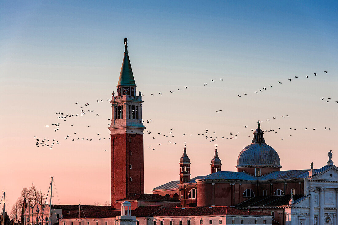 Birds flying over St. Mark's Campanile, Veneto, Italy, Venice, Veneto, Italy