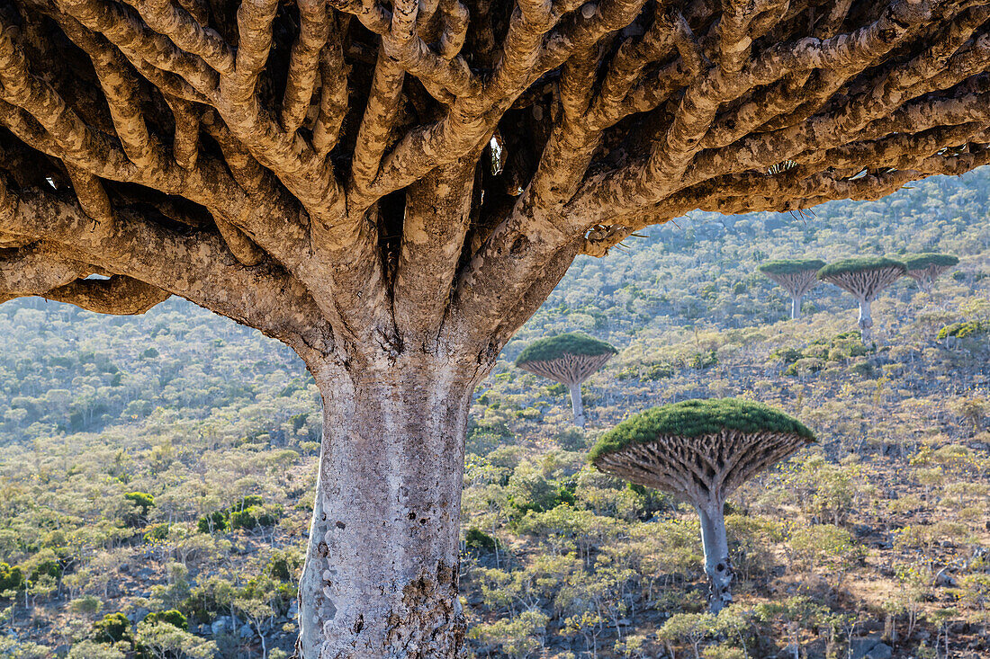 Dragon's blood trees growing in arid landscape, Dixam Plateau, Socotra, Yemen