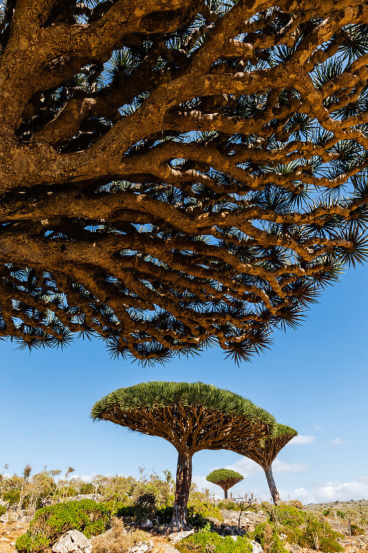 Dragon's blood trees growing in arid climate, Dixam Plateau, Socotra, Yemen