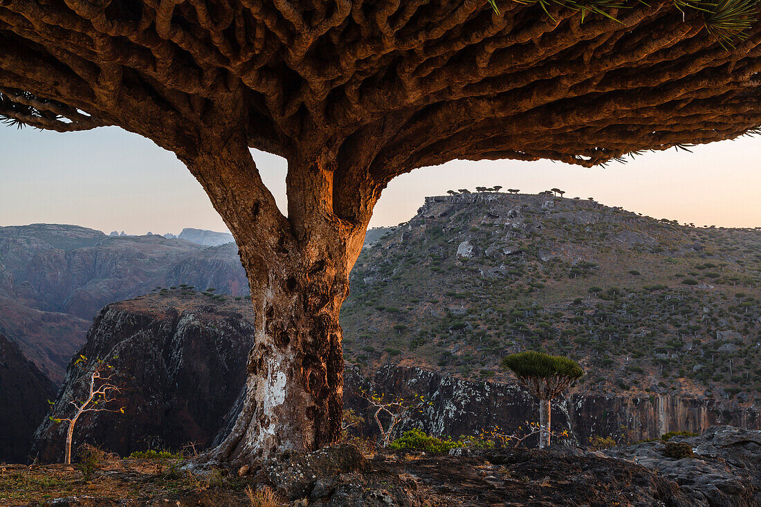 Dragon's blood trees growing in arid landscape, Dixam, Socotra, Yemen