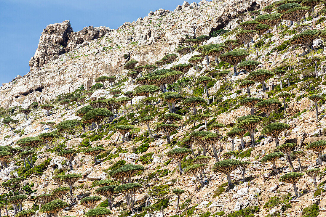 Dragon's blood trees growing on craggy hillside, Homhil, Socotra, Yemen