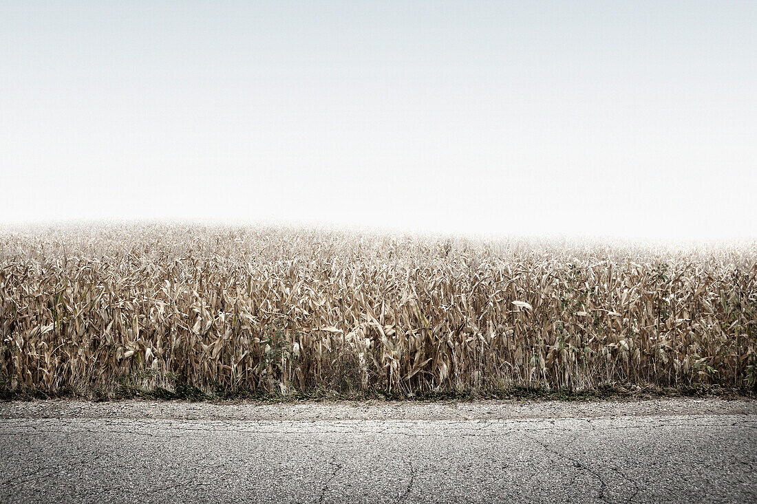 Crop field growing along rural road, Grand Rapids, mi, usa