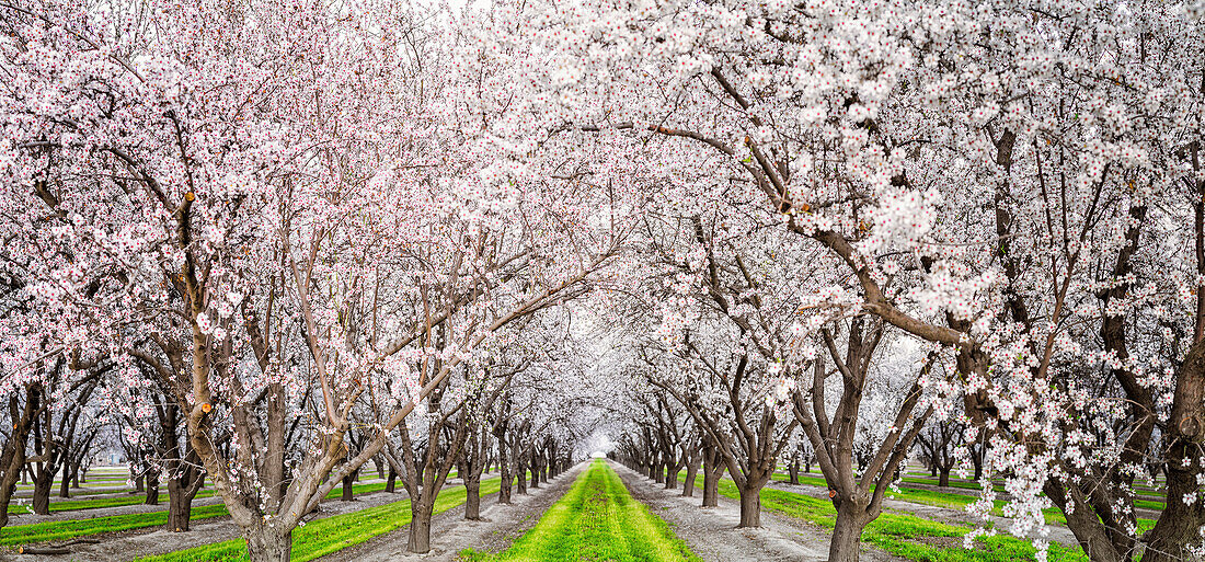 Flowering trees growing along rural road, Kettleman City, California, USA