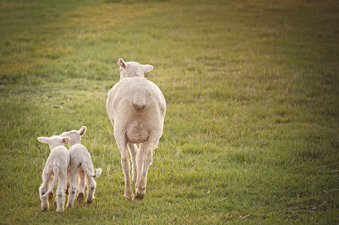 Sheep walking with lambs in field on farm, Nampa, Idaho, USA