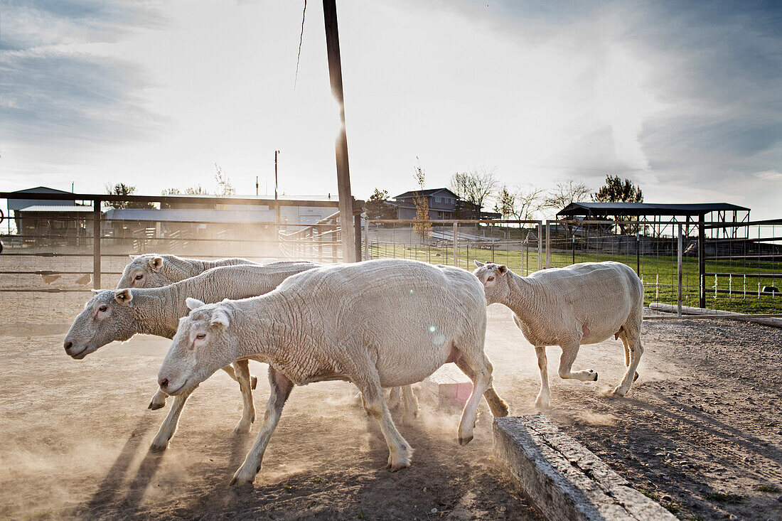 Sheep walking in pen on farm, Nampa, Idaho, USA