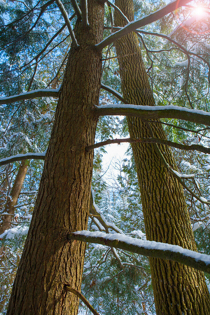 Trees growing in snowy forest, Charlevoix, mi, usa