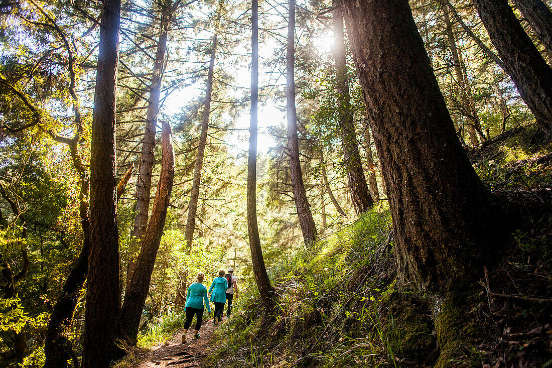 Women hiking in sunny forest, Muir Woods, California, United States