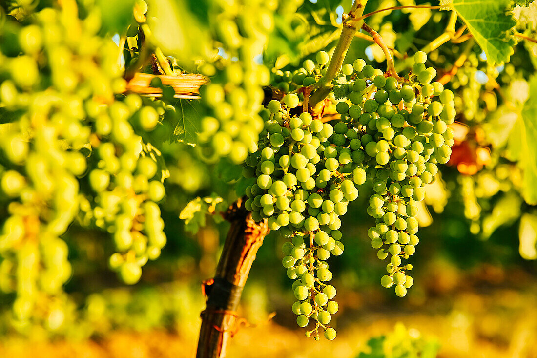 Close up of grapes growing on vine in vineyard, Walla Walla, WA, USA