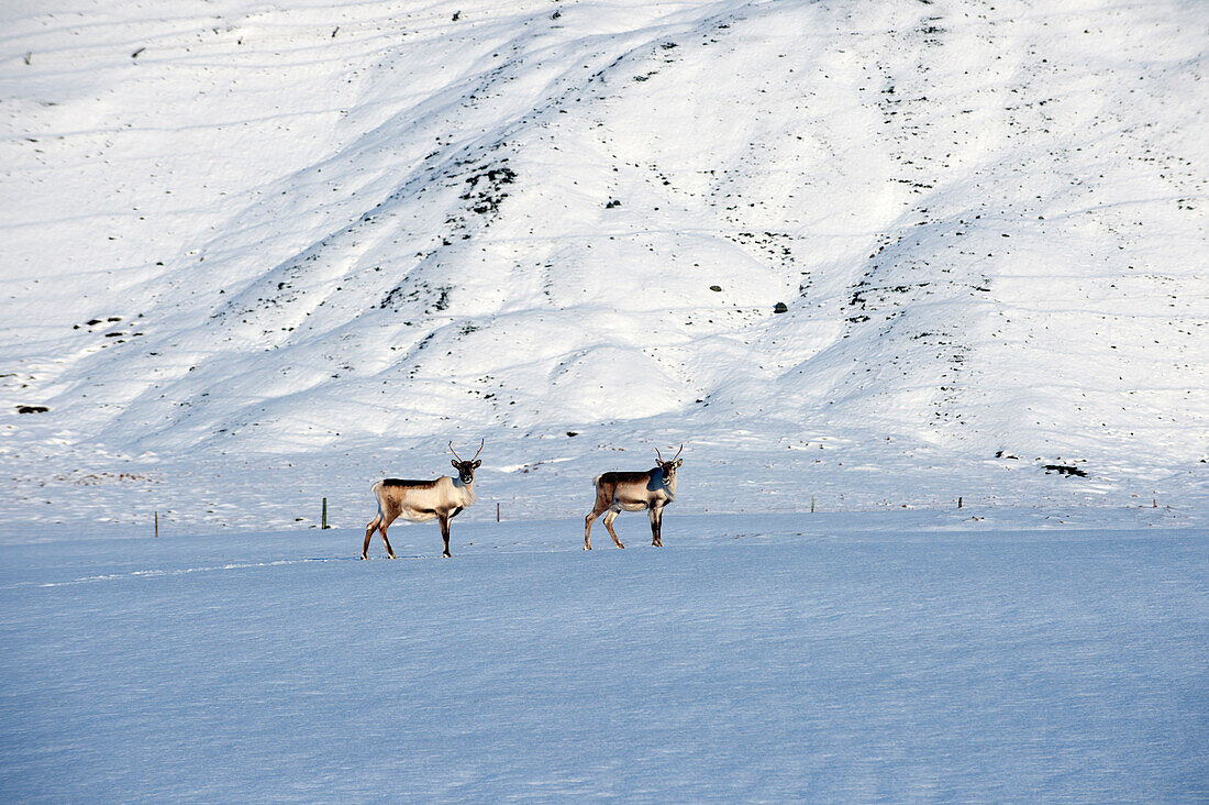 Reindeer grazing in arctic landscape, Hofn, Austurland, Iceland