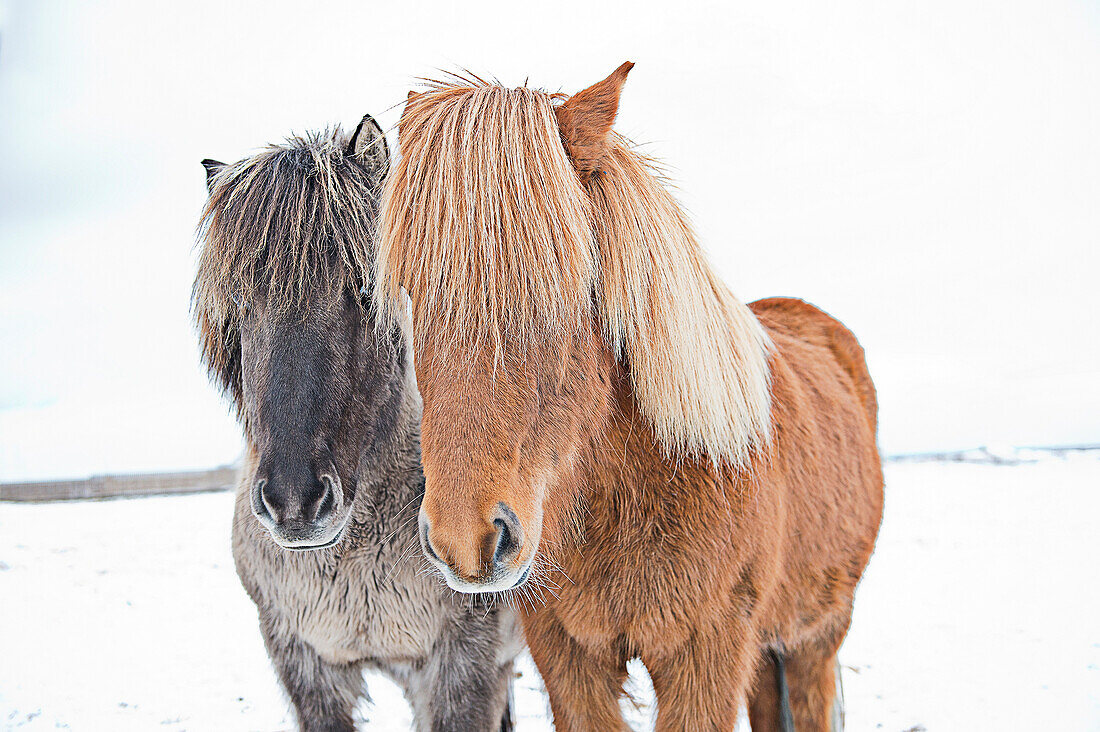 Horses standing in field, C1