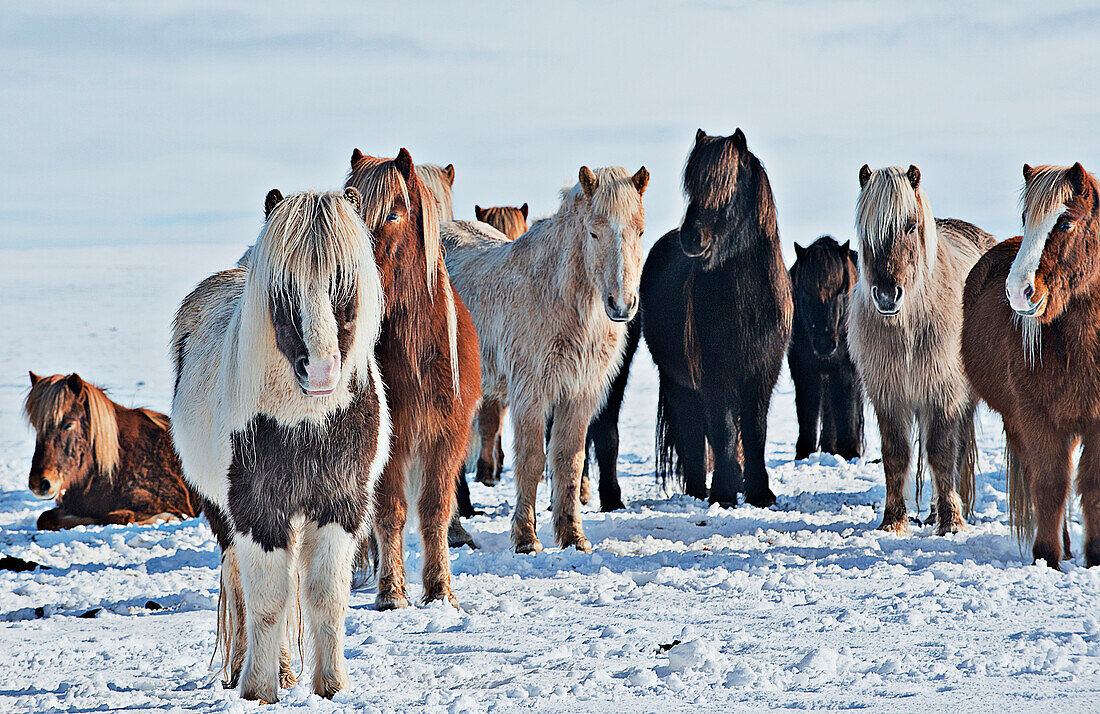 Horses standing in snowy field, C1
