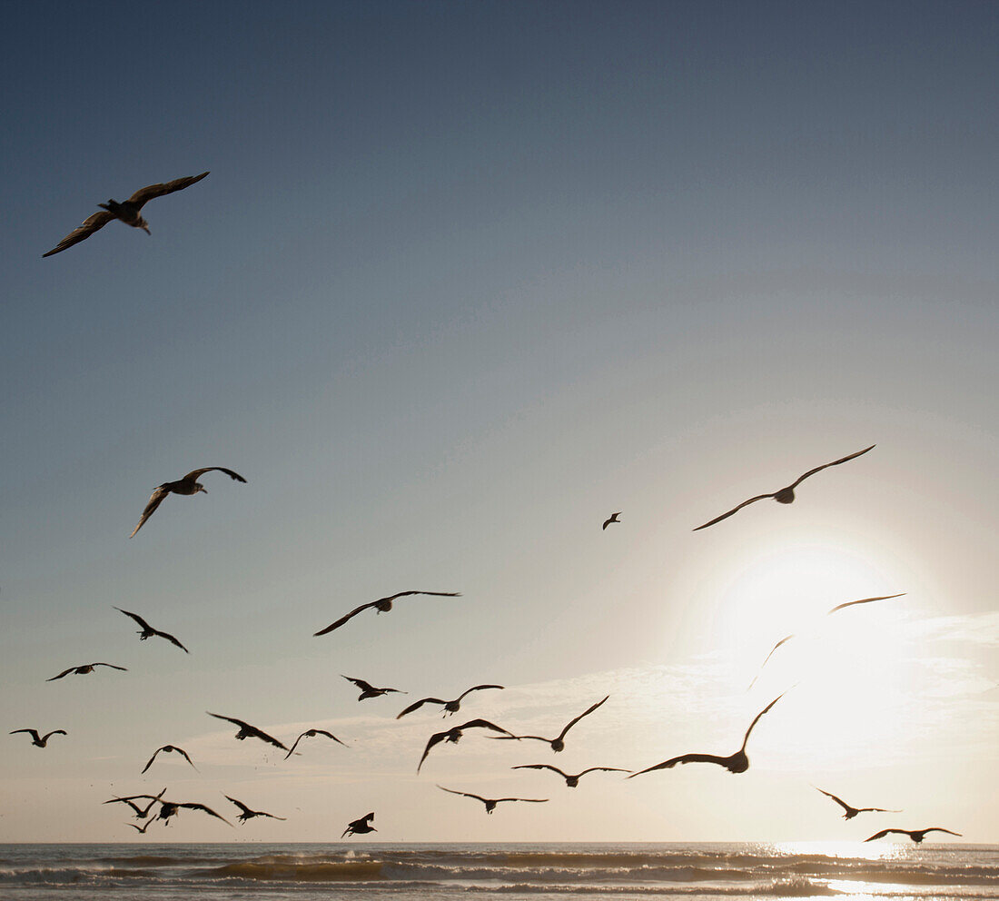 Flock of seagulls flying over beach, C1