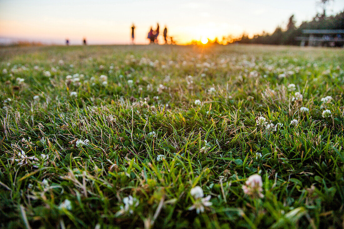 Close up of flowers in grassy park, Cannon Beach, Oregon, United States