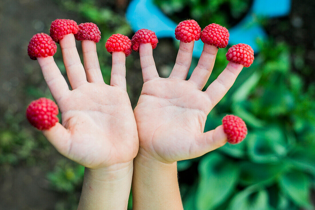 Close up of child holding raspberries on fingers, Ykaterinburg, Swerdlowsk, Russia