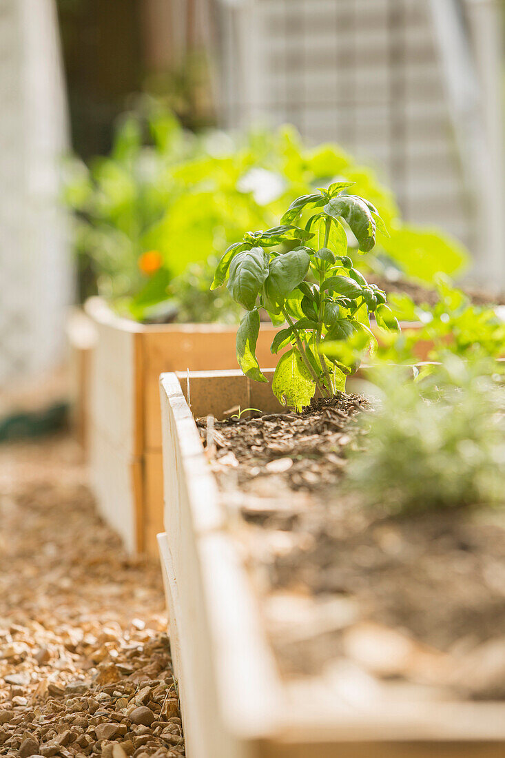 Plants growing in wood boxes in garden, Saint Louis, Missouri, USA