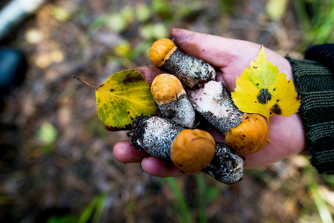 Close up of hand holding fungi, Ykaterinburg, Ural, Russia