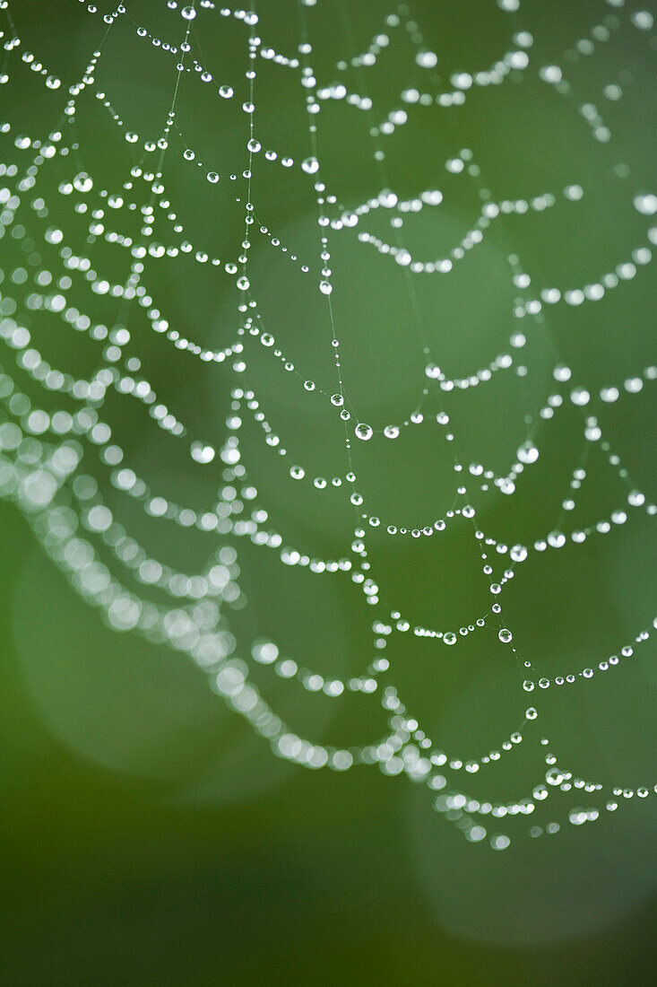 Close up of water droplets on spider web outdoors, Miami Beach, Florida, United States
