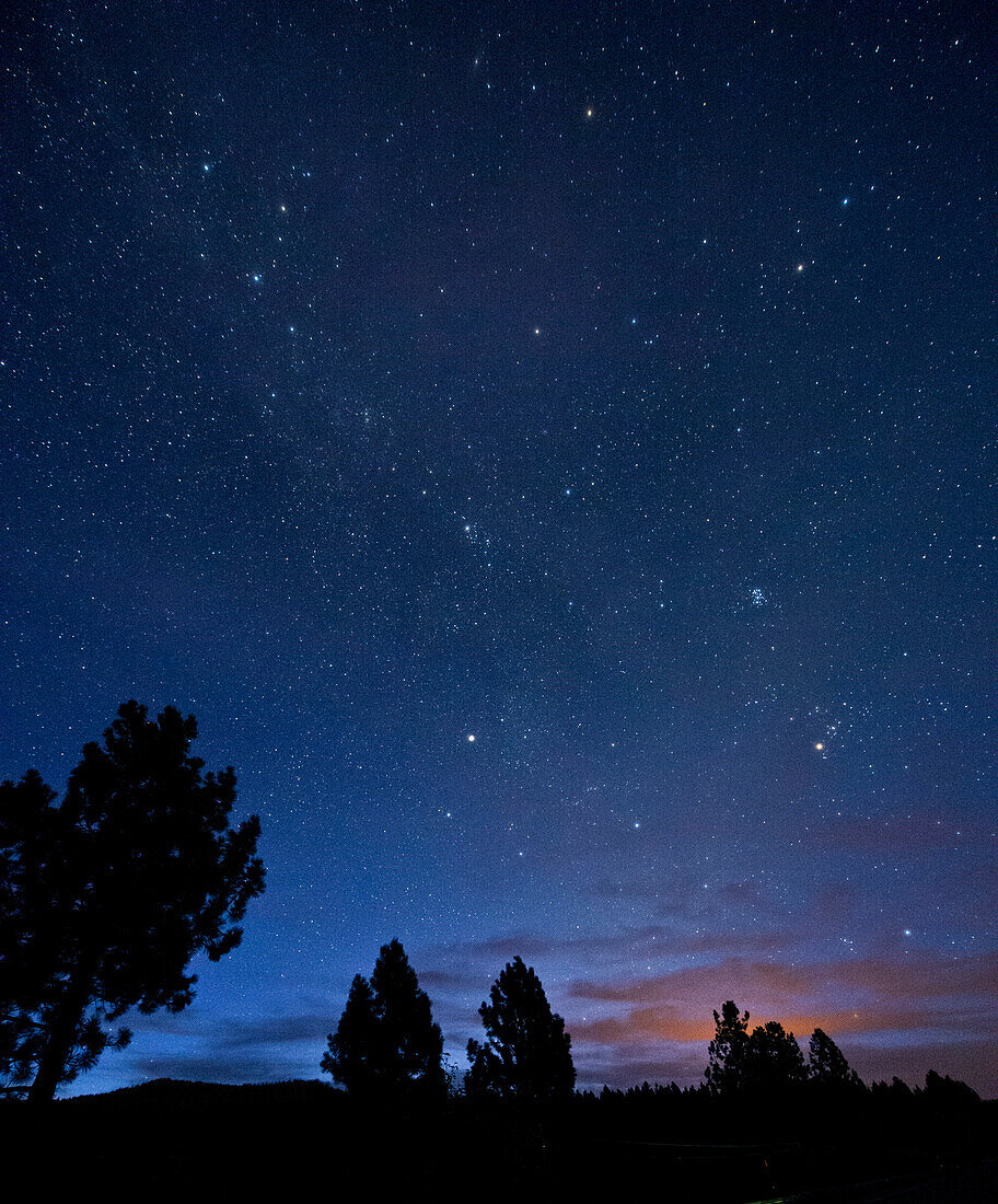 Silhouette of trees under starry night sky, Lake Almanor, CA, USA