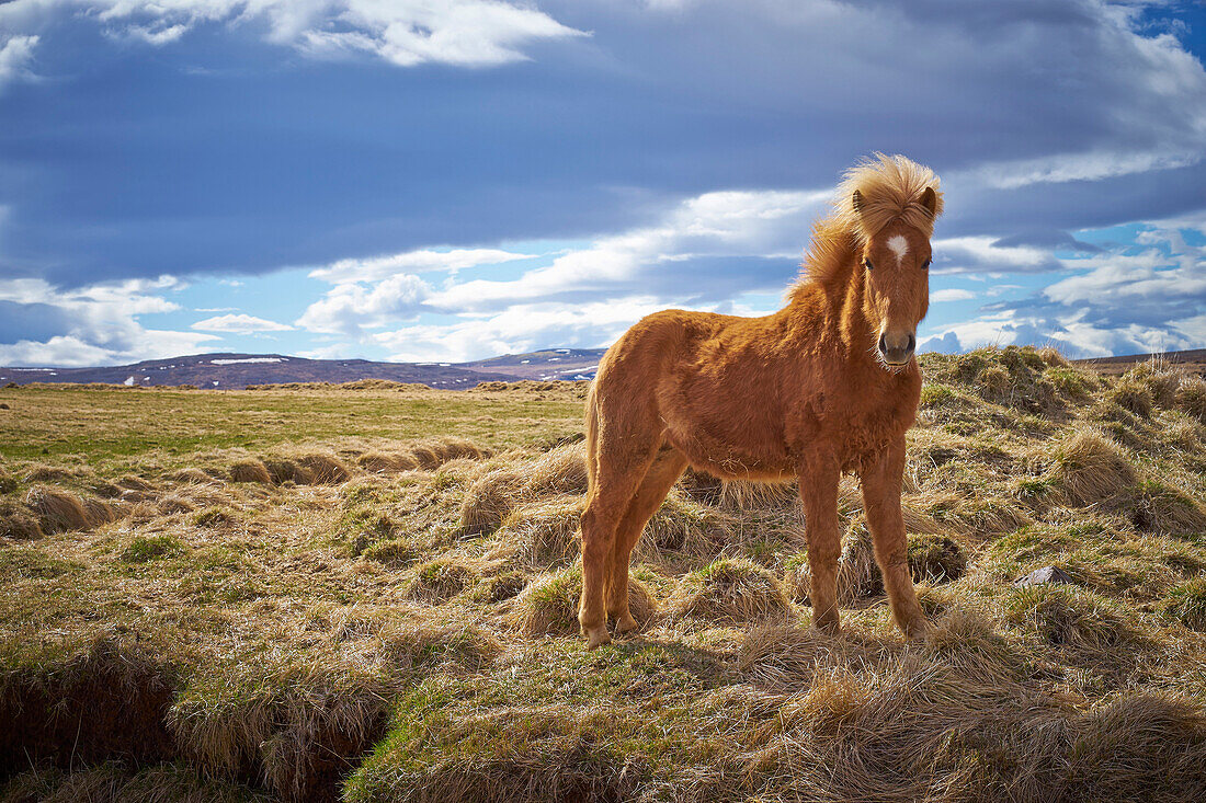 Horse standing in field of hay in rural landscape, unknown, unknown, Iceland