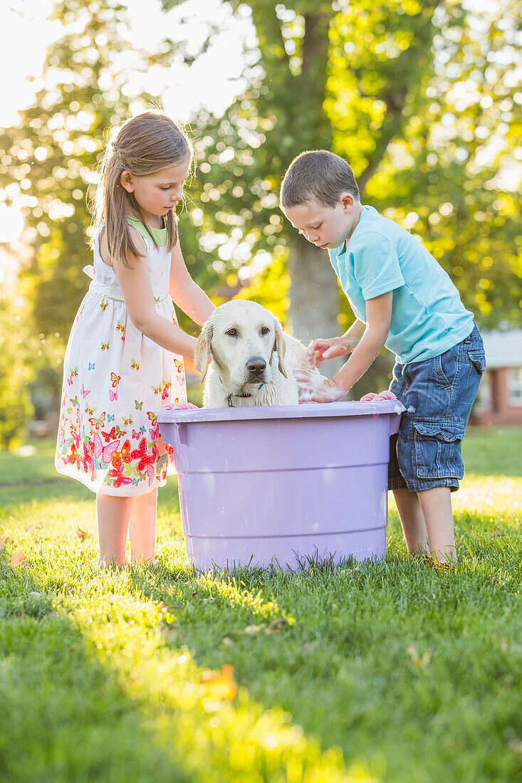 Caucasian brother and sister washing pet dog in backyard, Lehi, Utah, USA