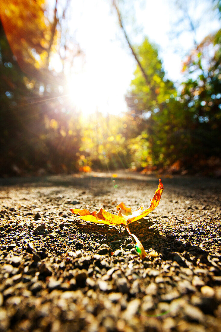 Close up of autumn leaf on dirt path, Seattle, Washington, USA